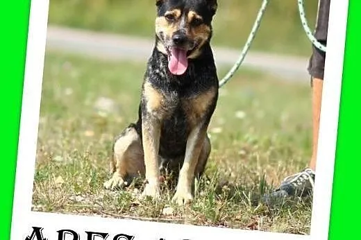 13kg,czujny stróż,wierny przyjaciel,d domu z ogród