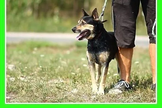 13kg,czujny stróż,wierny przyjaciel,d domu z ogród