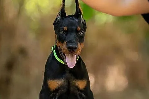 Doberman, 3,5 miesiąca samiec, Lubelskie, Łęczna