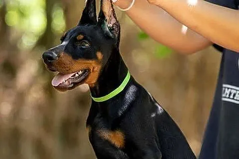 Doberman, 3,5 miesiąca samiec, Lubelskie, Łęczna