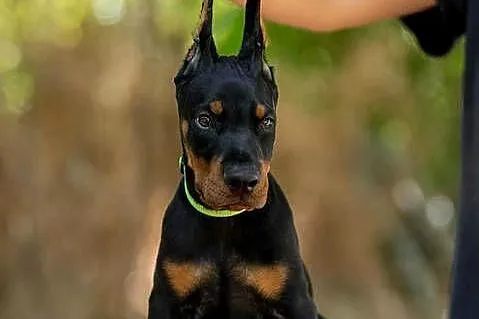 Doberman, 3,5 miesiąca samiec, Lubelskie, Łęczna