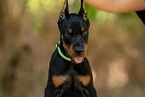 Doberman, 3,5 miesiąca samiec, Lubelskie, Łęczna