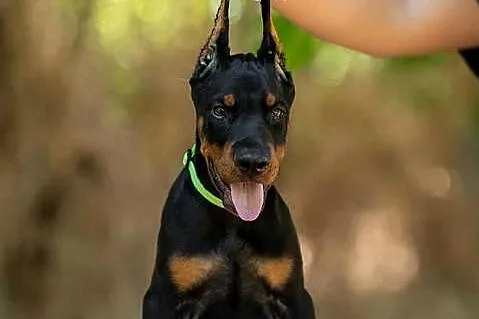 Doberman, 3,5 miesiąca samiec, Lubelskie, Łęczna