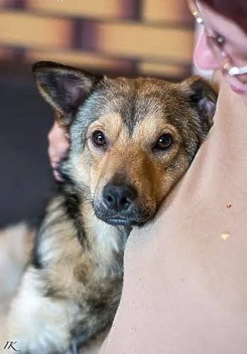 Wesoły Pionek poleca się do adopcji, mazowieckie