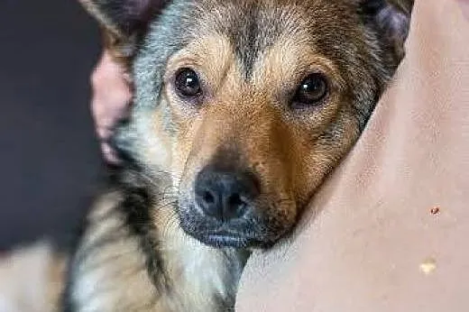 Wesoły Pionek poleca się do adopcji, mazowieckie Warszawa