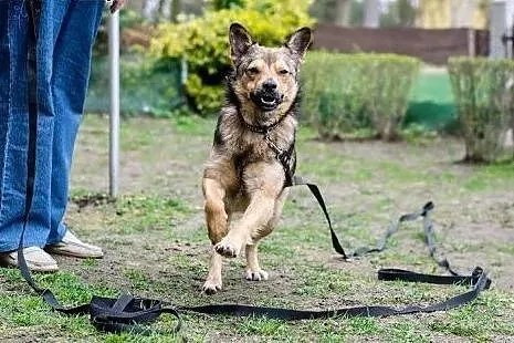 Wesoły Pionek poleca się do adopcji,  mazowieckie 