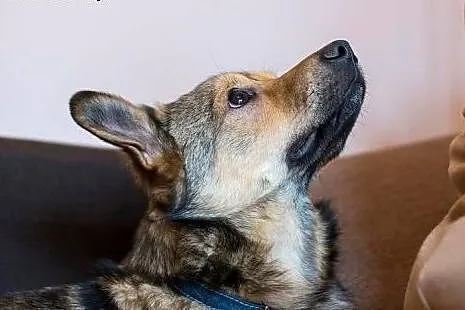 Wesoły Pionek poleca się do adopcji,  mazowieckie 