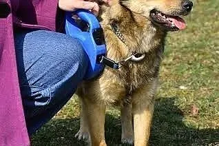 Wesoły Pionek poleca się do adopcji,  mazowieckie 