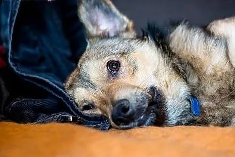 Wesoły Pionek poleca się do adopcji,  mazowieckie 