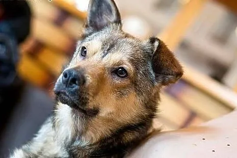 Wesoły Pionek poleca się do adopcji,  mazowieckie 