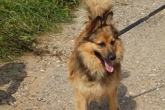 OMAR - śliczny, przyjazny psiak szuka domu