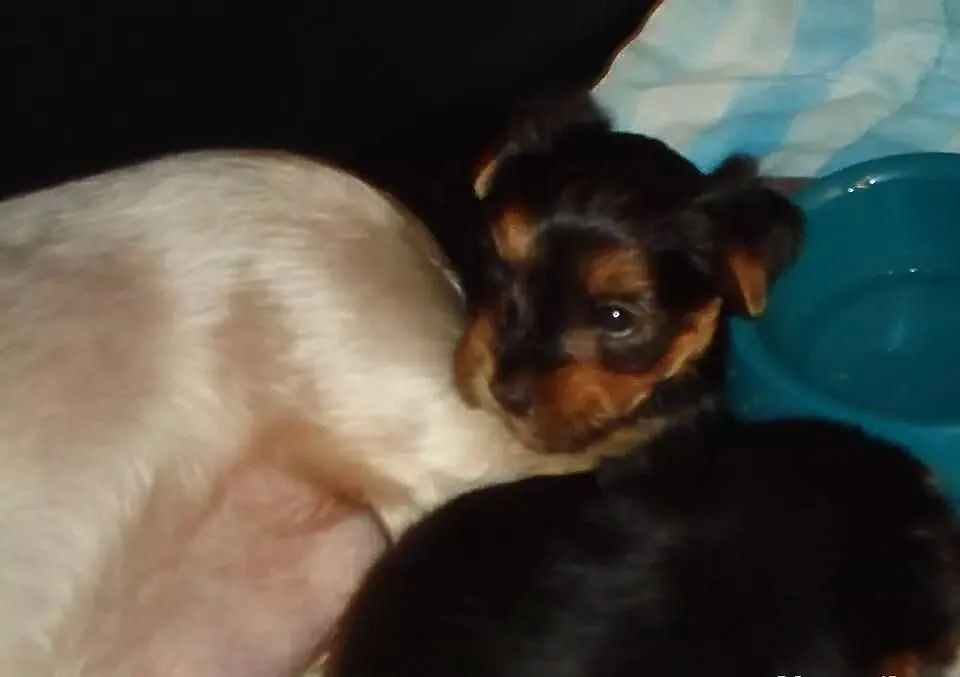 Yorkshire Terrier szczenieta sprzedam