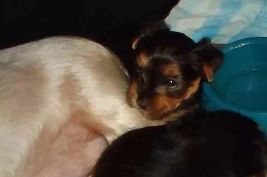 Yorkshire Terrier szczenieta sprzedam
