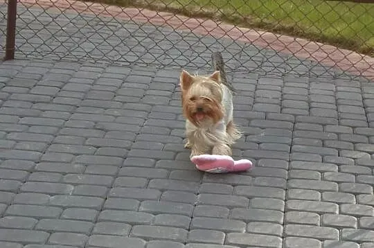 Yorkshire Terrier szczenieta sprzedam