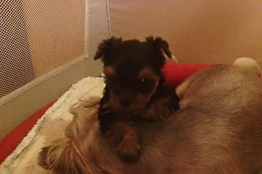 Yorkshire Terrier szczenieta sprzedam