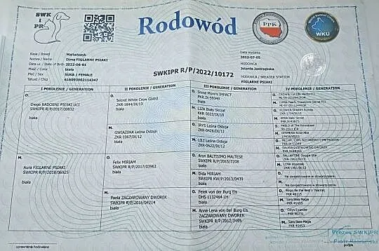 Sprzedam suczkę rasy maltańczyk