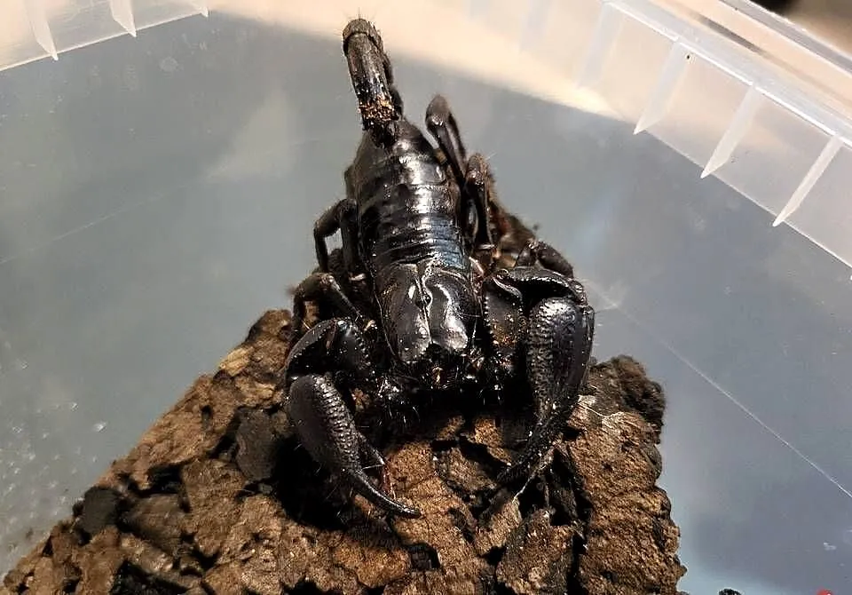 Skorpiony H. silenus DUŻE samce/samice, Małopolskie, Tarnów