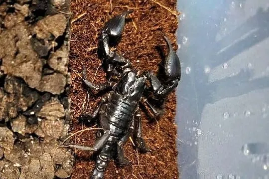 Skorpiony H. silenus DUŻE samce/samice, Małopolskie, Tarnów