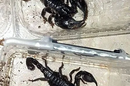 Skorpiony H. silenus DUŻE samce/samice, Małopolskie, Tarnów