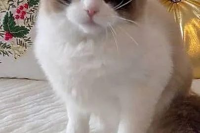 Kotka ragdoll 11 miesięcy Wrocław