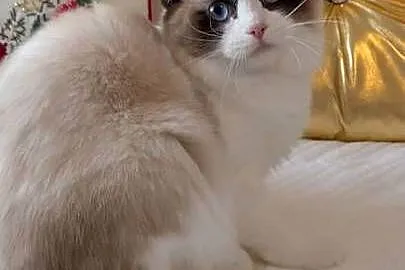 Kotka ragdoll 11 miesięcy Wrocław, Dolnośląskie