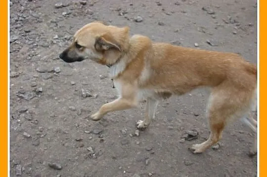KURTA 1,5 roczna sunia,łagodna, przytulaśna_ Adopc