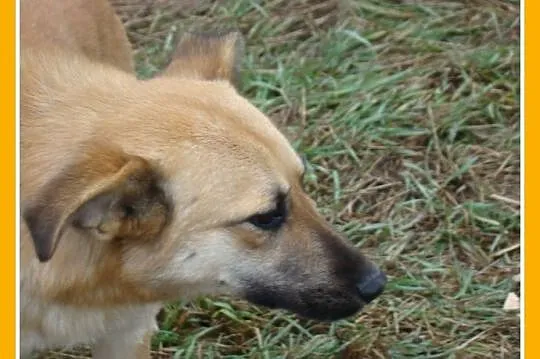 KURTA 1,5 roczna sunia,łagodna, przytulaśna_ Adopc