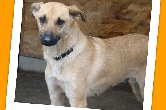 KURTA 1,5 roczna sunia,łagodna, przytulaśna_ Adopc