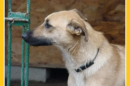 KURTA 1,5 roczna sunia,łagodna, przytulaśna_ Adopc