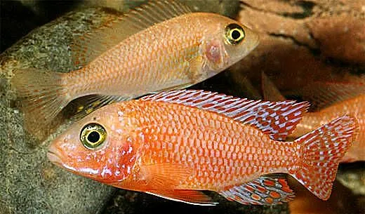 pyszczaki, Aulonocara sp. Fire fish, Warmińsko-mazurskie, Olsztyn