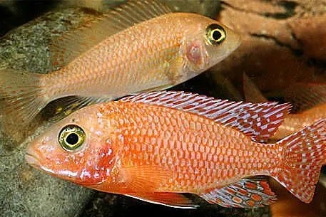 pyszczaki, Aulonocara sp. Fire fish