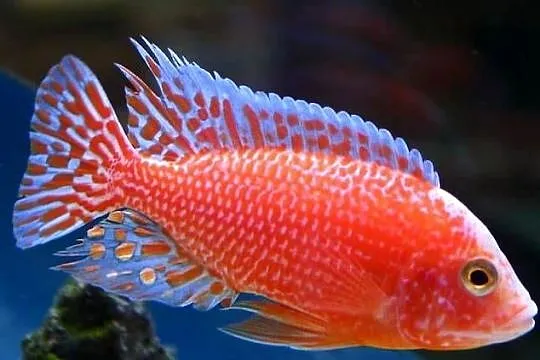 pyszczaki, Aulonocara sp. Fire fish, Warmińsko-mazurskie, Olsztyn