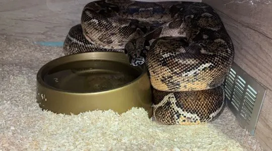 Boa imperator duże samice dorosłe gotowe do rozmnażania