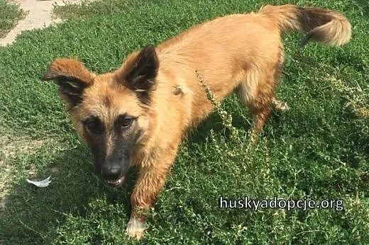 TOFFIE- słodki szczeniak do adopcji,  łódzkie Łódź