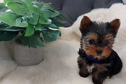 Piekne sunie yorkshire terrier