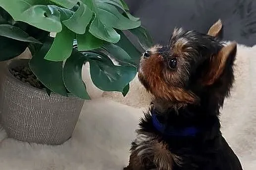 Piekne sunie yorkshire terrier, Dolnośląskie, Brzeg Dolny