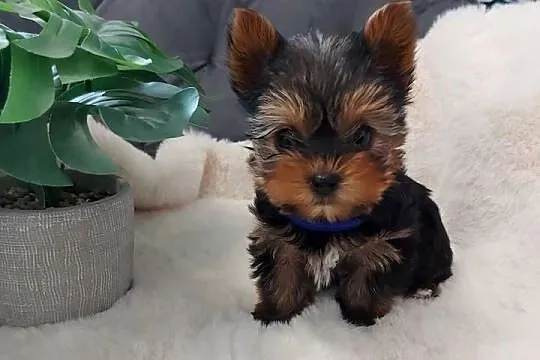 Piekne sunie yorkshire terrier, Dolnośląskie, Brzeg Dolny