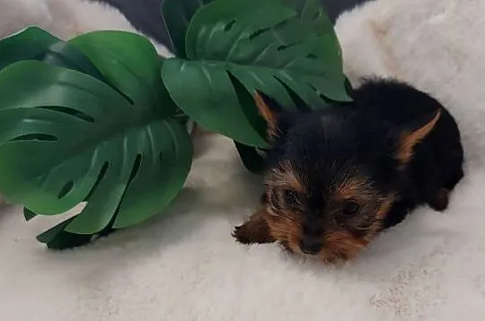 Piekne sunie yorkshire terrier, Dolnośląskie, Brzeg Dolny