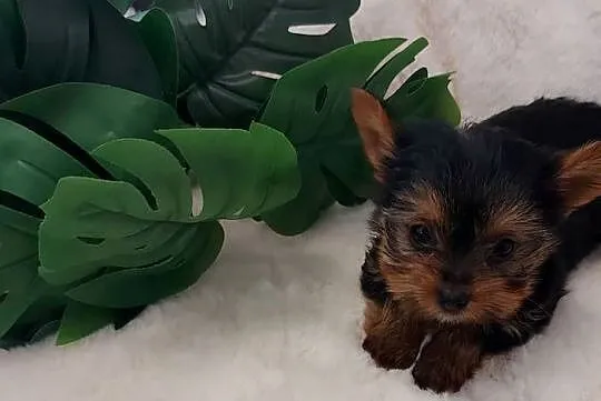Piekne sunie yorkshire terrier, Dolnośląskie, Brzeg Dolny