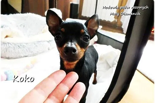 Malutka Sunia KOKO Pinczer miniaturowy ( Ratlerek ! ) 9miesięcy z Rodowodem