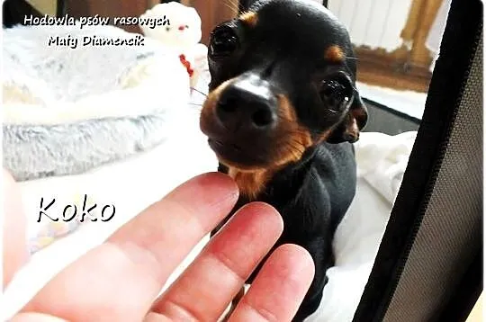 Malutka Sunia KOKO Pinczer miniaturowy ( Ratlerek ! ) 9miesięcy z Rodowodem, Lubuskie, Żary