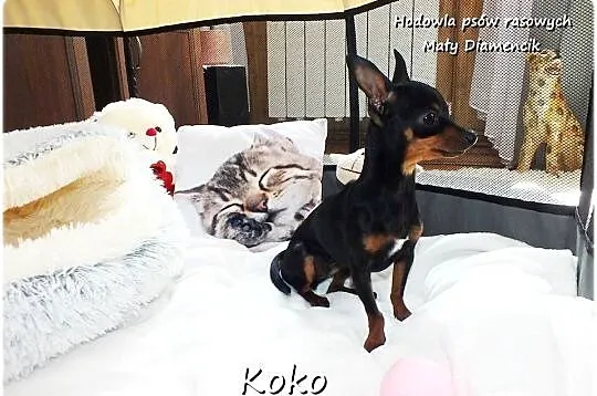 Malutka Sunia KOKO Pinczer miniaturowy ( Ratlerek ! ) 9miesięcy z Rodowodem, Lubuskie, Żary