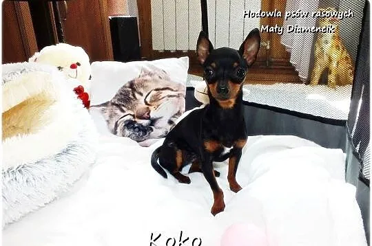 Malutka Sunia KOKO Pinczer miniaturowy ( Ratlerek ! ) 9miesięcy z Rodowodem, Lubuskie, Żary