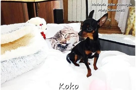 Malutka Sunia KOKO Pinczer miniaturowy ( Ratlerek ! ) 9miesięcy z Rodowodem, Lubuskie, Żary
