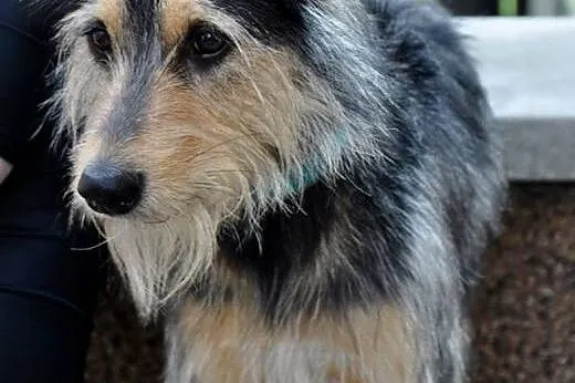 Moris -psi pechowiec czeka na dom,  małopolskie Kr