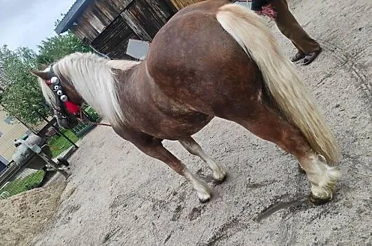 Sprzedam klacz