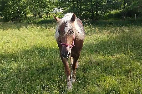 Sprzedam klacz, Mazowieckie, Sewerynów