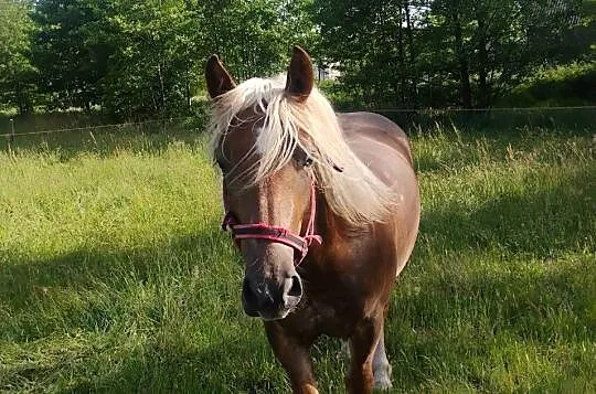 Sprzedam klacz, Mazowieckie, Sewerynów