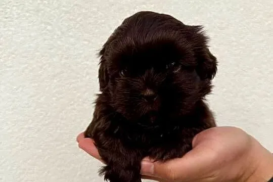 Szczeniaki shih tzu rezerwacja, Świętokrzyskie, Kielce
