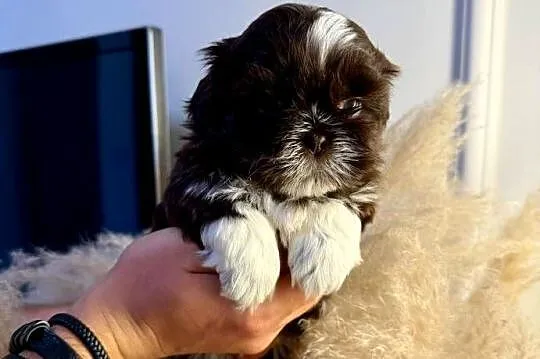 Szczeniaki shih tzu rezerwacja, Świętokrzyskie, Kielce